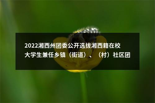 2022湘西州团委公开选拔湘西籍在校大学生兼任乡镇（街道）、（村）社区团组织副书记公告 图片
